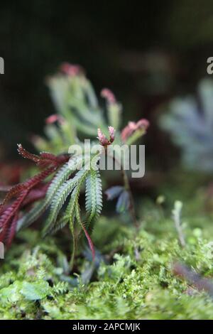 Schöner blauer Phlebodium aureum Farn im Garten wachsend, goldener Polypody, goldener Schlangenfarn, Kohlpalmenfarn, Goldfußfarn, Hase-foot Farn Stockfoto