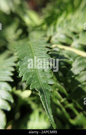 Schöne Silberne Dame Fern grüner Farn im Garten wachsen, Blechnum gibbbum Stockfoto
