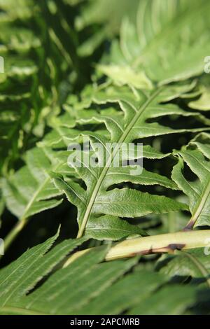 Schöne Silberne Dame Fern grüner Farn im Garten wachsen, Blechnum gibbbum Stockfoto