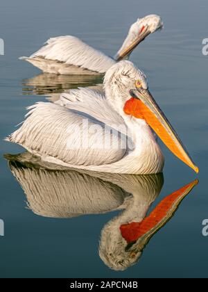 Dalmatiner Pelikangruppe am Kerkini-See Stockfoto