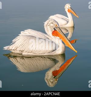 Dalmatiner Pelikangruppe am Kerkini-See Stockfoto