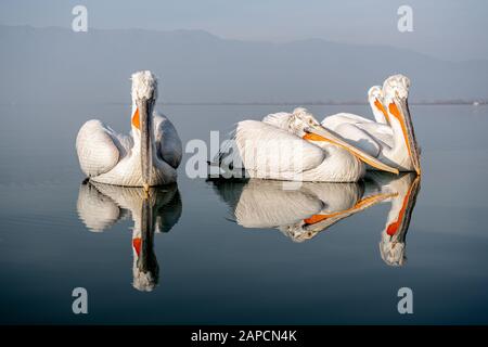 Dalmatiner Pelikangruppe am Kerkini-See Stockfoto