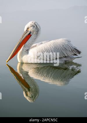 Dalmatiner Pelikangruppe am Kerkini-See Stockfoto