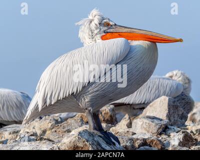 Porträt des Dalmatiner Pelikans im Kerkini-See Stockfoto