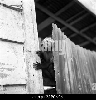 Reisen nach Suriname und die niederländischen Antillen Beschreibung: Affendatum: Oktober 1947 Ort: Nickerie, Suriname Schlüsselwörter: Affen Stockfoto