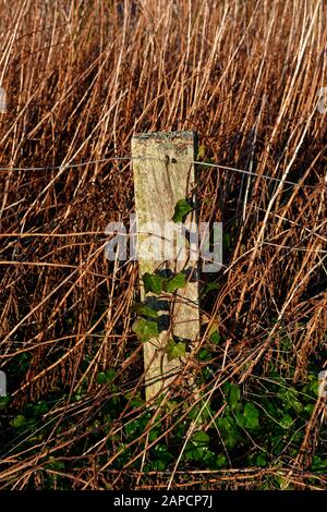 Ein alter verwitterter Holz-Fencepost und einige Drahtstränge neben dem Küstenpfad, der im hohen Wintergras in der Hegerow versteckt ist. Stockfoto