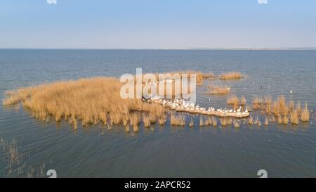 dalmatinische Pelikane (Pelecanus Crispus) im Donaudelta Rumäniens. Luftbild mit Drohne. Stockfoto
