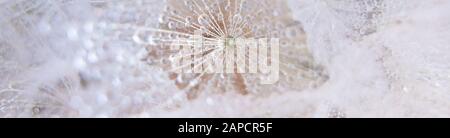 Schöne Tautropfen auf einem Löwenzahn Samen Makro. Schönen weichen blauen Hintergrund. Wassertropfen auf einem fallschirme Löwenzahn. Platz kopieren. soft Fokus auf Wasser Stockfoto