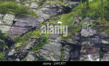 Bergziege beweidet auf MT grinnell im Gletscher-Nationalpark Stockfoto