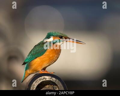 Detailed side view close up of spectacular UK kingfisher bird (Alcedo atthis) isolated outdoors perching on railings in urban habitat. UK wildlife. Stockfoto