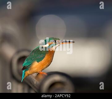 Detaillierte Seitenansicht Nahaufnahme des spektakulären britischen Königsfischvogels (Alcedo atthis) isoliert im Freien auf Geländern im städtischen Lebensraum. Tierwelt in Großbritannien. Stockfoto