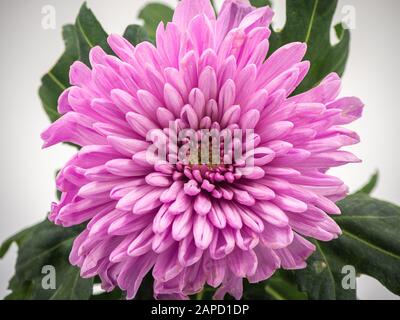 Rosa Chrysanthemum Blume Isoliert auf weißem Hintergrund Stockfoto