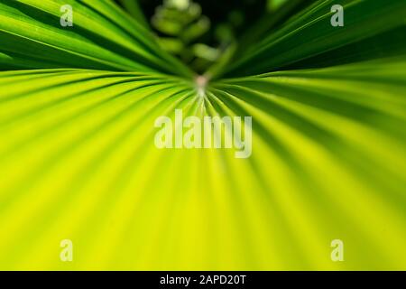 Schließen Sie den schönen tropischen Hintergrund mit Palmblättern aus Kokosnusspalmen. Sommerkonzept. Afrika, Insel Sansibar. Stockfoto