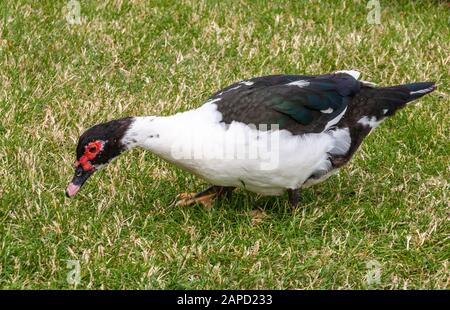 Richmond, Tasmanien, Australien - 13. Dezember 2009: Nahaufnahme von männlichen Schwarz-Weißen mit roten Augen Mucovy-Ente, die auf grünem Gras läuft. Stockfoto