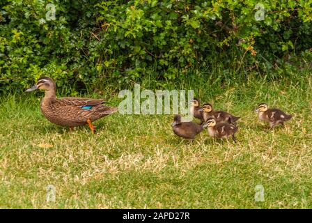 Richmond, Tasmanien, Australien - 13. Dezember 2009: Nahaufnahme der braunen Ente der Mutter, die auf grünem Gras und grünem Laub in Rücken spazieren ging, gefolgt von 5 Küken. Stockfoto