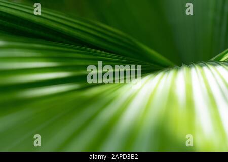 Schließen Sie den schönen tropischen Hintergrund mit Palmblättern aus Kokosnusspalmen. Sommerkonzept. Afrika, Insel Sansibar. Stockfoto