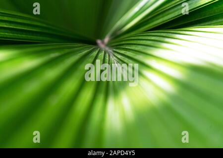 Schließen Sie den schönen tropischen Hintergrund mit Palmblättern aus Kokosnusspalmen. Sommerkonzept. Afrika, Insel Sansibar. Stockfoto