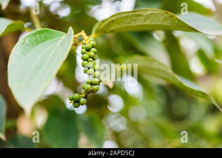 Die Schwarzpfefferpflanze wächst auf der Farm in Kep, Kambodscha, in der Nähe von Kampot City. Ein Zweig mit grünen Früchten und Blättern. Nahaufnahme, selektiver Fokus. Stockfoto