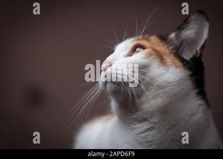 Das Porträt einer schönen dreifarbigen Hauskatze liegt in ihrem Bett in der Nähe des Fensters. Gelbe Augen. Mit Blick nach vorne. Profilporträt Stockfoto