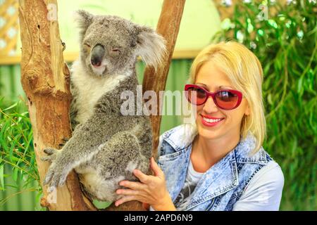 Glückliche kaukasische Frau berührt einen Koalabären, Phascolarctos cinereus, auf dem Eukalyptusstamm in Victoria. Begegnung mit australischem Beuteltier in Stockfoto