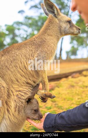 Mann füttert Känguru mit joey aus der Hand im Freien. Begegnung mit australischem Beuteltier in Australien. Stockfoto