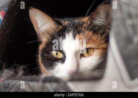 In ihrem Bett in der Nähe des Fensters liegt die Nähe einer schönen dreifarbigen Hauskatze. Gelbe Augen. Blick auf die Kamera. Entspannende Stimmung. Stockfoto