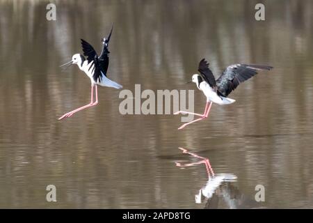 Ein Paar Pied Stelzen, die auf Teich landen Stockfoto