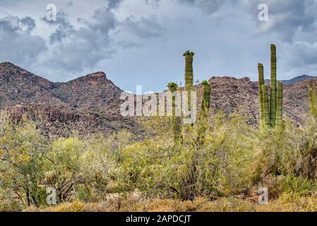 Saguaro und stachelige Birnkaktus blühen zusammen mit Mesquite- und palos-verde-Bäumen im White Tank Mountain State Park außerhalb von Phoenix, Arizona. Stockfoto