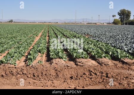 Kohlfleck in Arizona Stockfoto