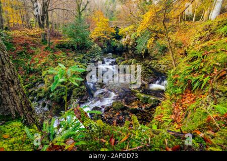 Kaskaden und Wasserfälle an Gebirgsbach oder Bach, zwischen moosigen Felsen im Tollymore Forest Park im Herbst, Newcastle, County Down, Nordirland Stockfoto