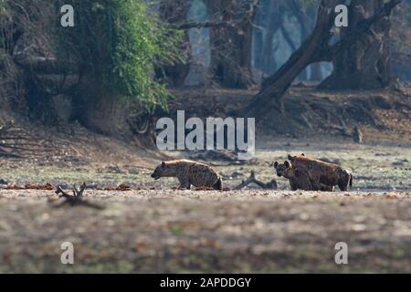 Gepunktete Hyena - Crocuta Crocuta nach dem Essen, das für den Kadaver im Park spazieren ging. Schöner Sonnenuntergang in Mana Pools. Simbabwe, sieht aus wie aus der Hölle. Stockfoto