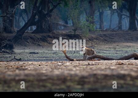 Gepunktete Hyena - Crocuta Crocuta nach dem Essen, das für den Kadaver im Park spazieren ging. Schöner Sonnenuntergang in Mana Pools. Simbabwe, sieht aus wie aus der Hölle. Stockfoto