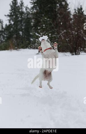 Hundespringen mit Schneeball Stockfoto