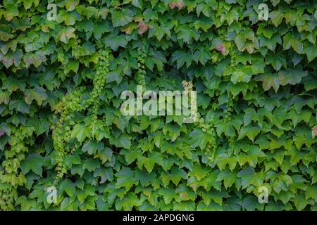 Eine Scheunenmauer, die ganz von der Rebe bedeckt ist, virginia Kriechgang. Stockfoto