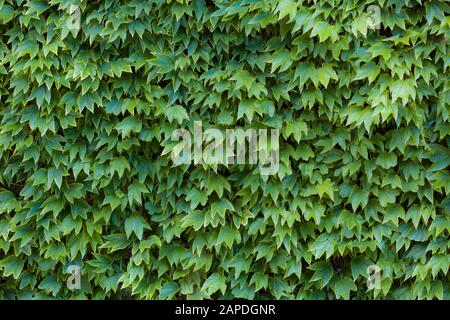 Eine Scheunenmauer, die ganz von der Rebe bedeckt ist, virginia Kriechgang. Stockfoto