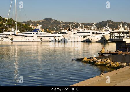 Der erfahrene Fischer fischt mit einer Stange im Hafen von Porto Maurizio mit Luxusyacht und der Küste der Blumenriviera im Hintergrund, Imperia Stockfoto