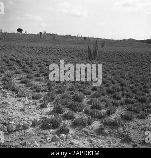 Reisen nach Suriname und zu den niederländischen Antillen Beschreibung: Aloekkwekerij auf Aruba Datum: 1947 Ort: Aruba Schlüsselwörter: Baumschulen, Pflanzen Stockfoto