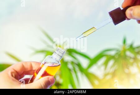 Handfest Pipette mit Cannabisöl gegen Cannabis-Pflanze, CBD Hemp Öl, medizinisches Marihuana-Öl-Konzept Stockfoto