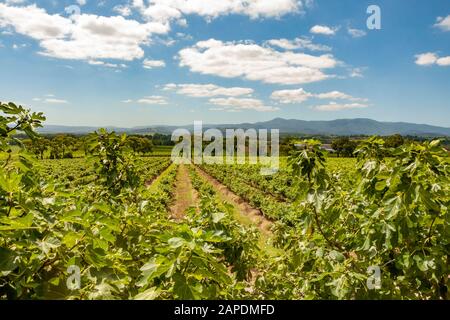 Reben im Yarra Yering Weinberg im Yarra Valley in Victoria, Australien. Stockfoto