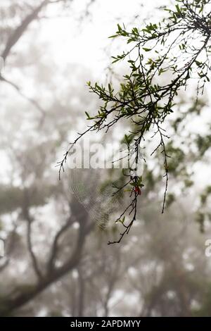 Dieses Foto ist eine Nahaufnahme eines Spinnenwebs auf einem Baumzweig mit Regentropfen auf der Seide und Nebel im Hintergrund in den Blue Mountains von Australien. Stockfoto