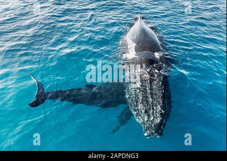 Buckelwale, Mutter und Kalb (Megaptera novaeangliae), Hervey Bay, Queensland, Australien Stockfoto