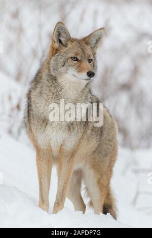Niedriger Winkel Vorderansicht Nahaufnahme von Coyote, der weit auf einige Beute blickt Stockfoto
