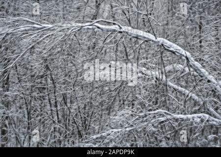 Netz verschlausterter Waldbäume und Verzweigungen mit Schnee im Winter Stockfoto