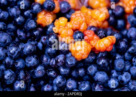 Beeren von reifen, saftigen Blaubeeren Vaccinium Myrtillus und Beeren Rubus Chamäemorus. Makro. Hintergrundbild. Hintergrund. Stockfoto