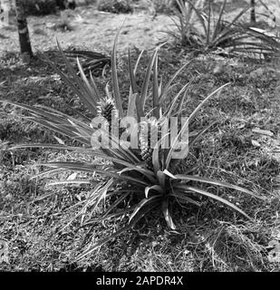 Reise nach Suriname und die niederländischen Antillen Beschreibung: Ananas Plant in Suriname Datum: 1947 Ort: Suriname Schlüsselwörter: Ananas, Obst Stockfoto