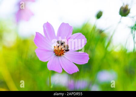 Eine kleine Biene isst einen Nektar von der Kosmos Bipinnatus-Blüte Stockfoto