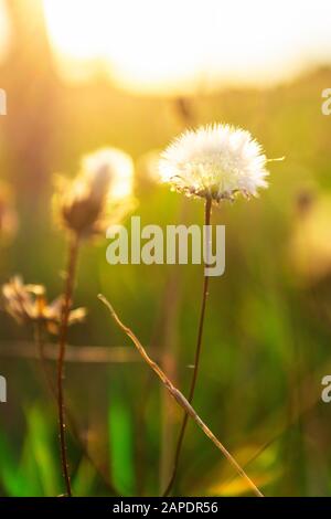 Wunderschönes Dandelion in der Hintergrundbeleuchtung bei Sonnenuntergang Stockfoto