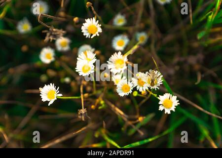 Natürlicher Hintergrund mit Blisterbeetle auf einer Gänseblümchen Stockfoto