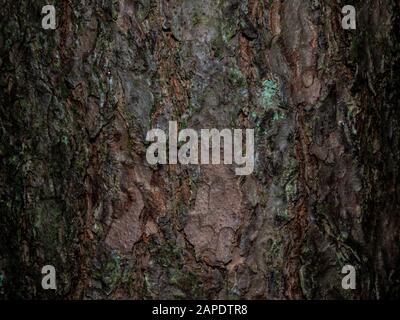 Bunt gesättigte Holzrinde. Die holzige Textur Stockfoto