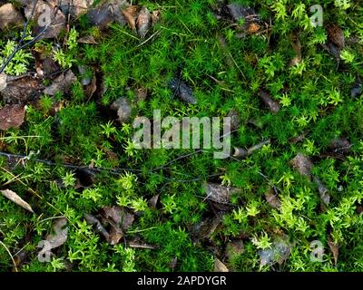 Natürliche Grüns, kleine Zweige und abgefallene Blätter. Stockfoto